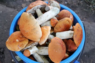 Как купить безопасные грибы в Йошкар-Оле?