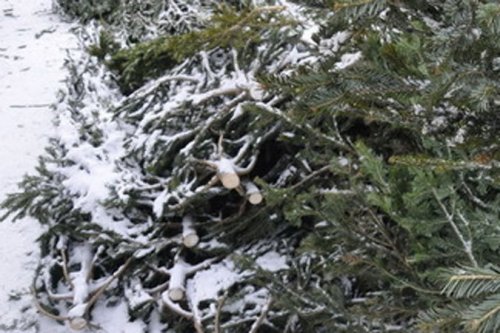 Житель Марий Эл нанес ущерб лесничеству в размере свыше 1,5 млн. рублей