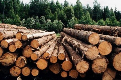 Пенсионер из Йошкар-Олы получил условный срок за незаконную вырубку двадцати двух деревьев
