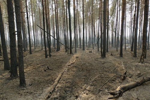 В некоторых районах Нижегородской области наблюдается задымление из-за лесного пожара