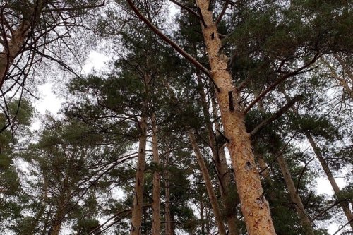 Житель Параньгинского района обвиняется в незаконной рубке деревьев