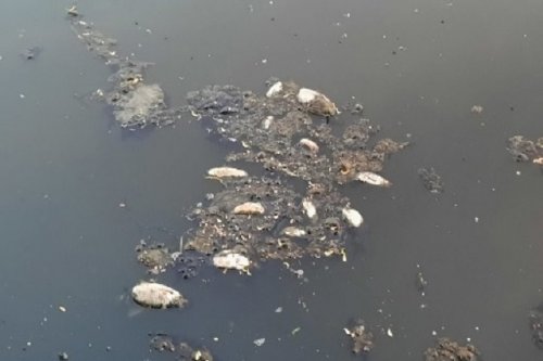 Кировчане предполагают, что в загрязнении реки Лаж и заморе рыбы виноваты Сернурские очистные сооружения